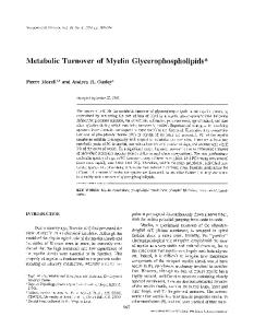Metabolic turnover of myelin glycerophospholipids
