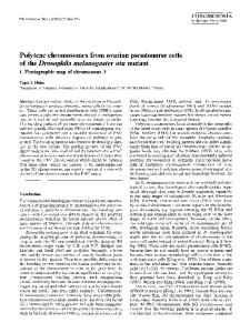 Polytene chromosomes from ovarian pseudonurse cells of the Drosophila melanogaster otu mutant